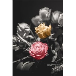 Две стороны - Фотообои цветы|розы - Модульная картины, Репродукции, Декоративные панно, Декор стен