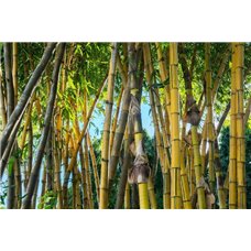 Картина на холсте по фото Модульные картины Печать портретов на холсте Бамбуковая роща - Фотообои природа