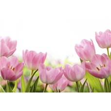 Картина на холсте по фото Модульные картины Печать портретов на холсте Розовые тюльпаны - Фотообои цветы