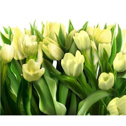 Белые тюльпаны - Фотообои цветы - Модульная картины, Репродукции, Декоративные панно, Декор стен