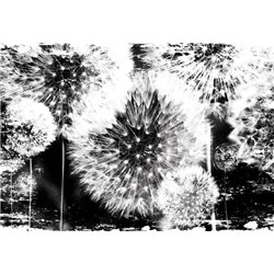 Черно-белые одуванчики - Фотообои цветы - Модульная картины, Репродукции, Декоративные панно, Декор стен