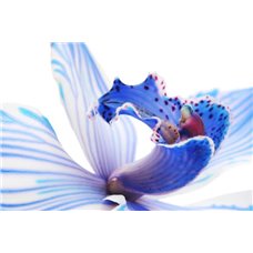 Картина на холсте по фото Модульные картины Печать портретов на холсте Синий цветок - Фотообои цветы