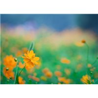 Ветреница - Фотообои цветы