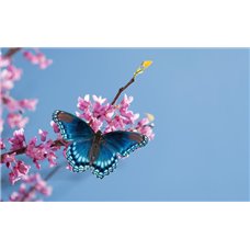 Картина на холсте по фото Модульные картины Печать портретов на холсте Бабочка на ветке - Фотообои цветы|цветущие деревья