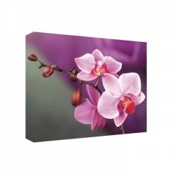 Орхидея - Модульная картины, Репродукции, Декоративные панно, Декор стен