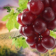 Фотообои - Ягоды винограда