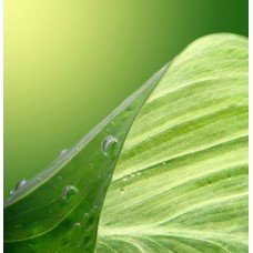 Фотообои - Лист растения