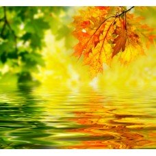 Фотообои - Желтые листки над водой