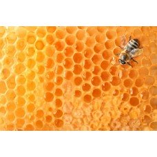Фотообои - Пчелиный улей