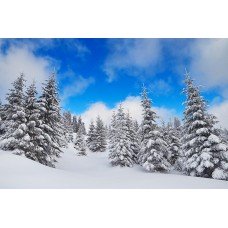 Фотообои - Зимний лес