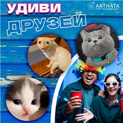 Подставка под горячее под чашку коты мемы бирдекель 6 шт.