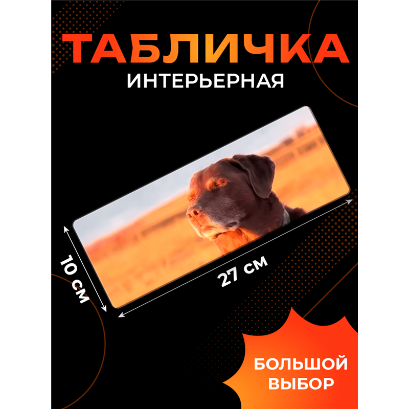 Подарок Табличка с приколом подростку «Собака Дзен» чилбой