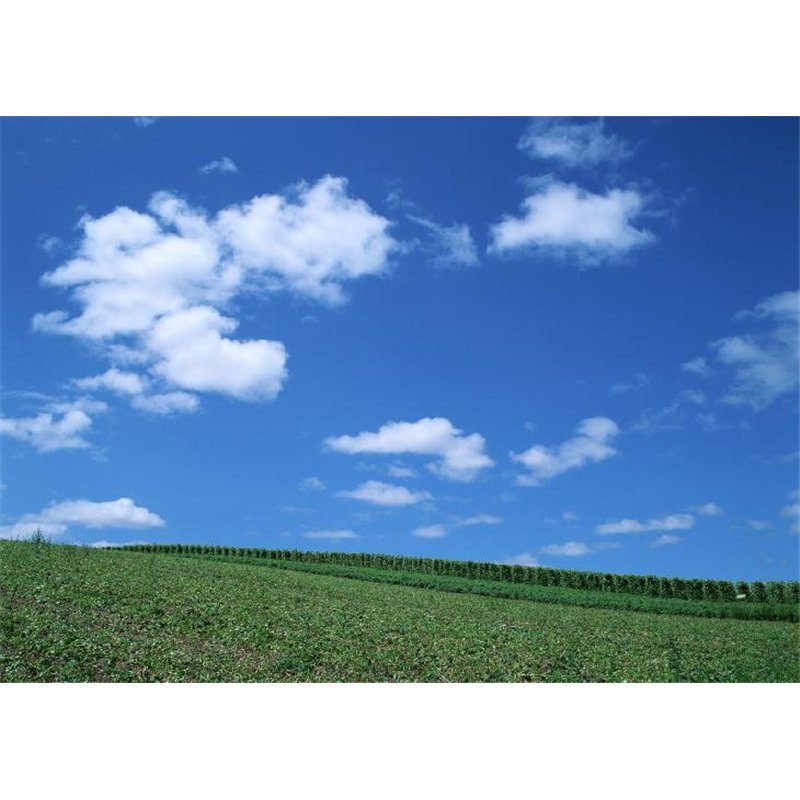 Облака над полем - Фотообои Небо