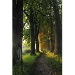 Тропинка между деревьями - Фотообои природа|лес