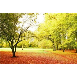 Осенний парк - Фотообои природа|деревья и травы
