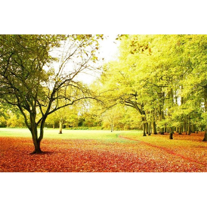 Осенний парк - Фотообои природа|деревья и травы