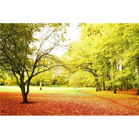 Осенний парк - Фотообои природа|деревья и травы
