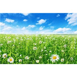 Поле ромашек - Фотообои природа|поля