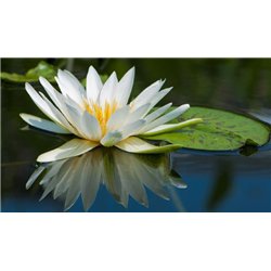 Кувшинки на воде - Фотообои цветы|кувшинки