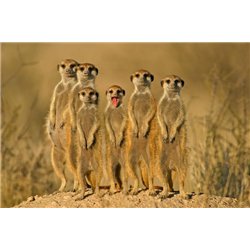 Суслики - Фотообои Животные