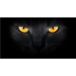 Черная кошка - Фотообои Животные|коты