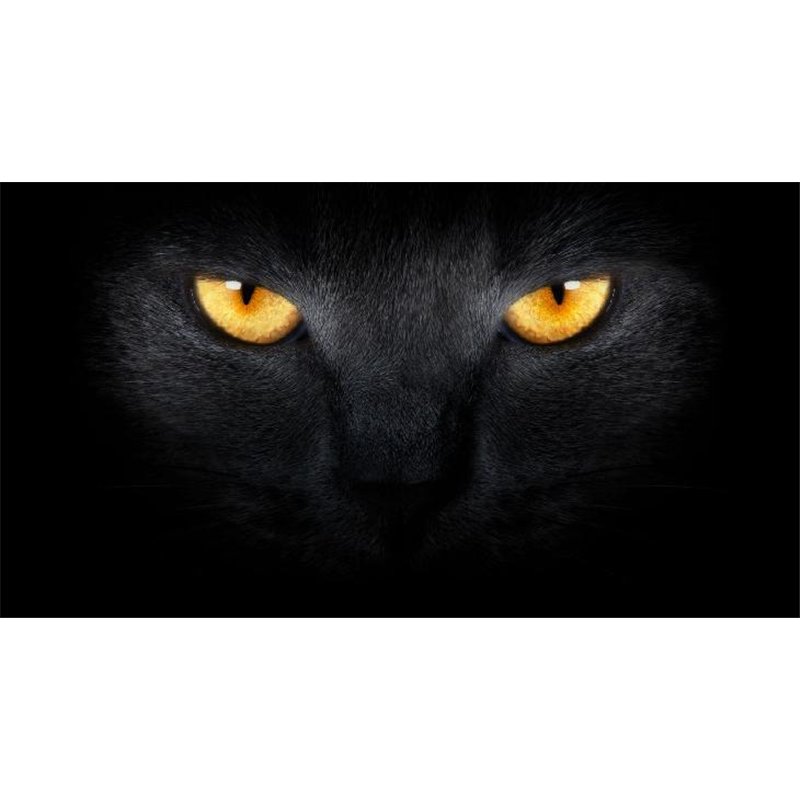 Черная кошка - Фотообои Животные|коты