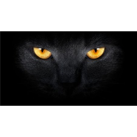 Черная кошка - Фотообои Животные|коты