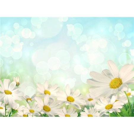 Ромашки - Фотообои цветы|ромашки