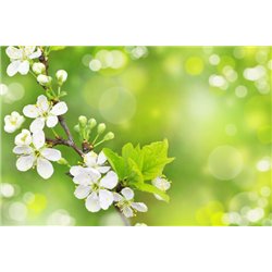 Цветущая веточка - Фотообои цветы|цветущие деревья