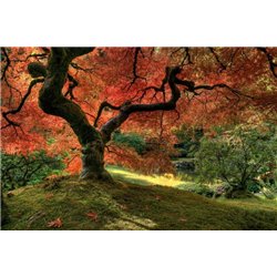 Под кроной дерева - Фотообои Японские и просто сады