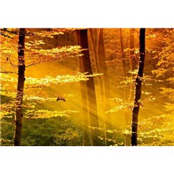 Солнечные лучи - Фотообои природа|деревья и травы