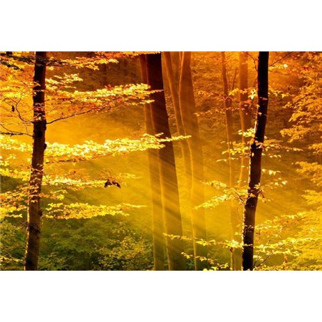 Солнечные лучи - Фотообои природа|деревья и травы