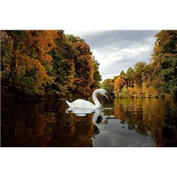 Белый лебедь - Фотообои природа|озера