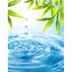 Капли воды - Фотообои цветы|листья