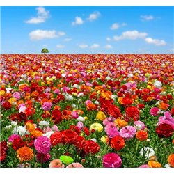 Поле разноцветных цветов - Фотообои природа|поля