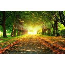 Солнечная аллея - Фотообои природа|дороги