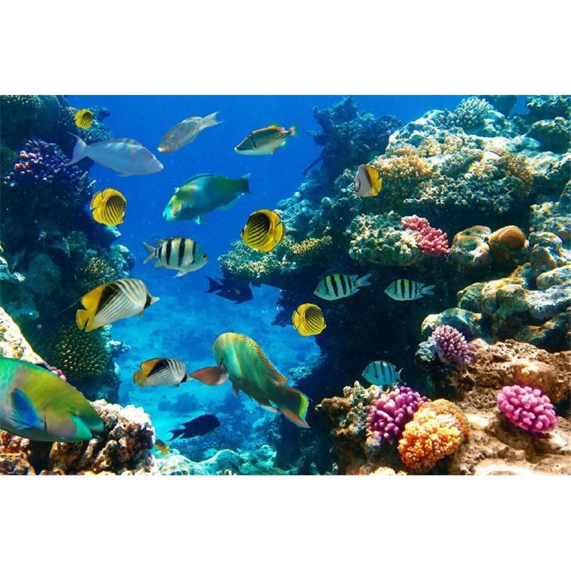Морской мир - Фотообои Животные|морской мир
