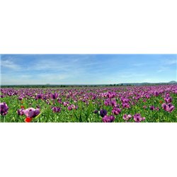 Полевые цветы - Фотообои природа|поля