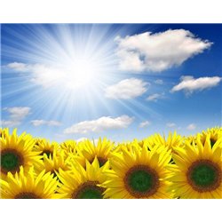 Небо над полем - Фотообои природа|поля
