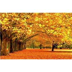 Осенние деревья - Фотообои природа|осень