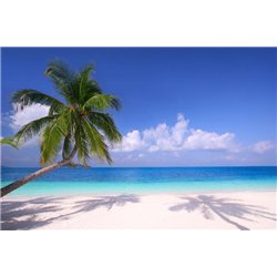 Пальма на берегу моря - Фотообои Море|пляж