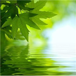Листья над водой - Фотообои цветы|листья