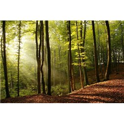 Солнечные лучи - Фотообои природа|деревья и травы