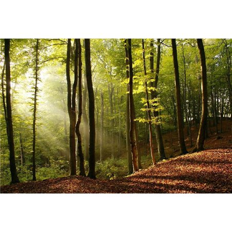 Солнечные лучи - Фотообои природа|деревья и травы