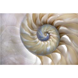 Ракушка - Фотообои природа|пустыня