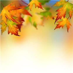 Кленовые листья - Фотообои Фоны и текстуры|природа