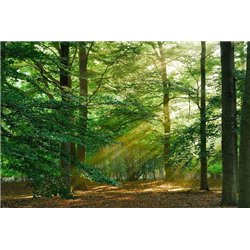 Лучи солнца - Фотообои природа|деревья и травы