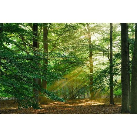 Лучи солнца - Фотообои природа|деревья и травы