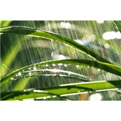 Капли на листьях - Фотообои природа|деревья и травы