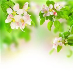 Соцветия и листья - Фотообои цветы|листья